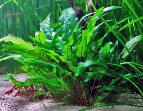 best-substrate-for-planted-tanks