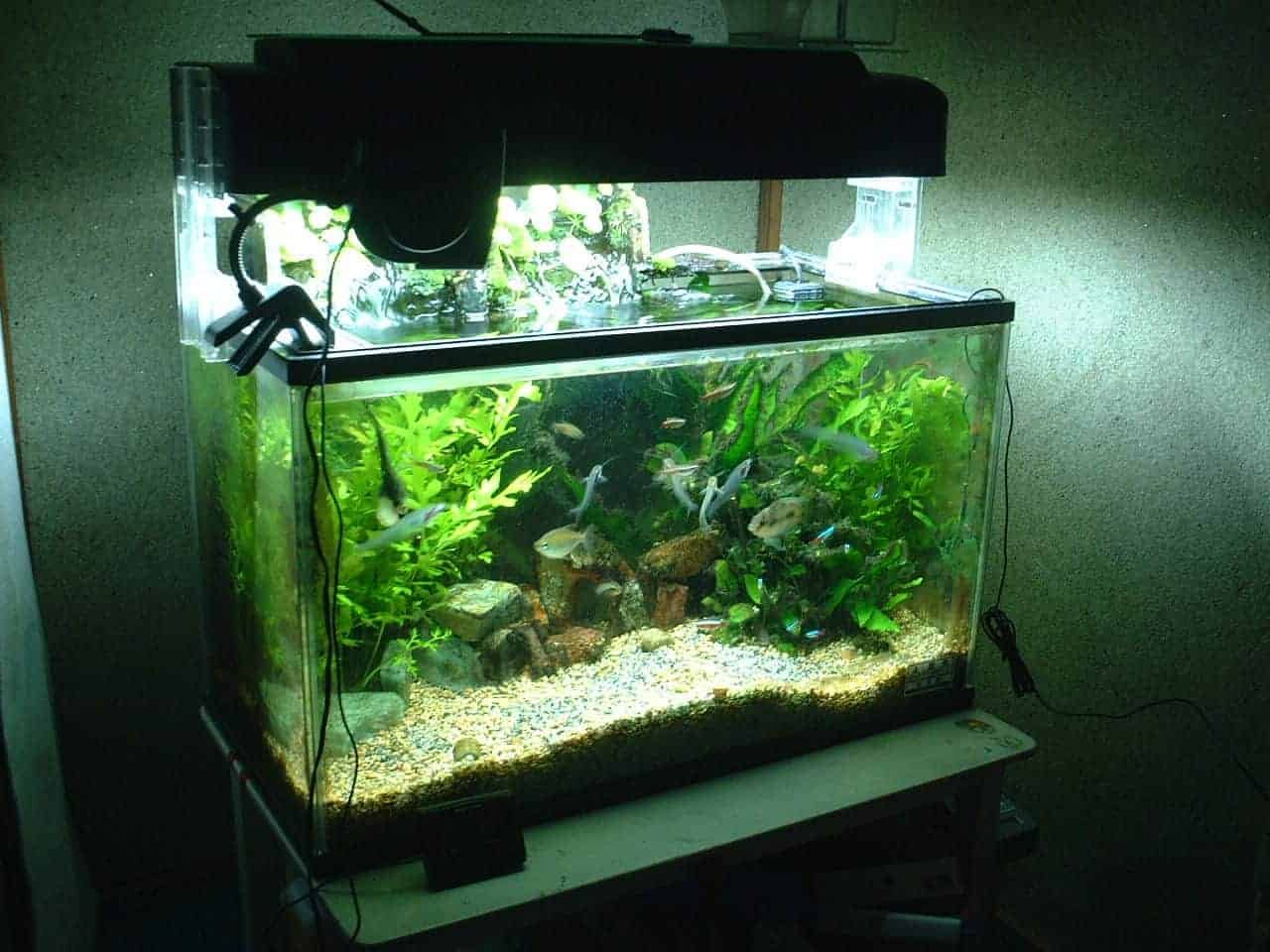 Can Aquarium Plants Grow in Gravel?