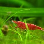 shrimp-tank-substrate