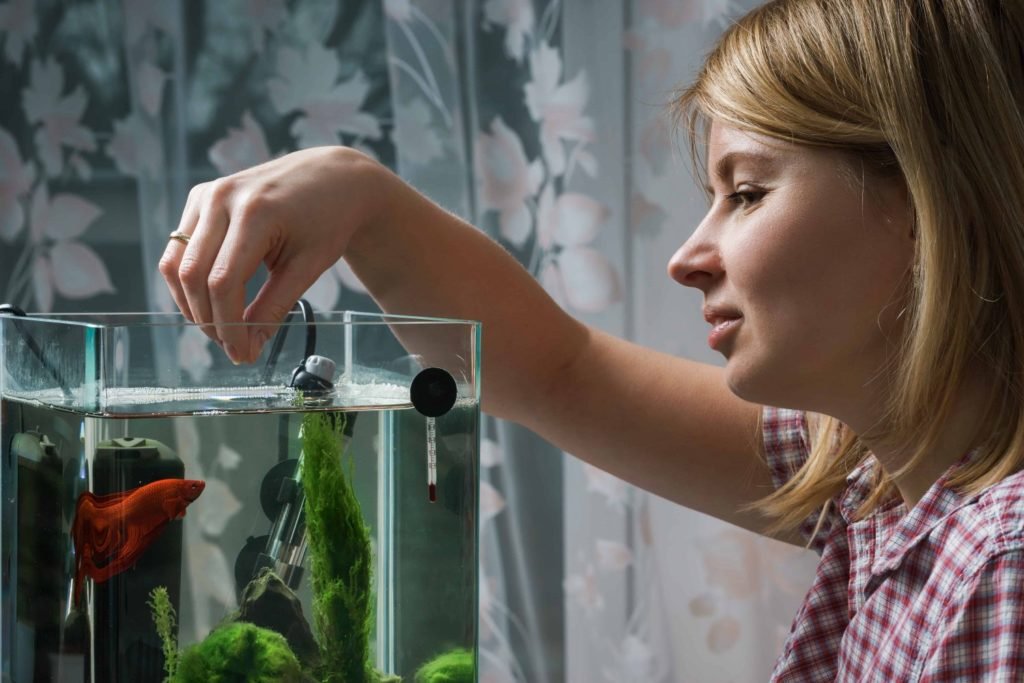 betta-fish-diet