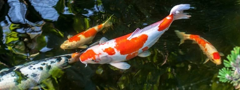 koi-fish-care