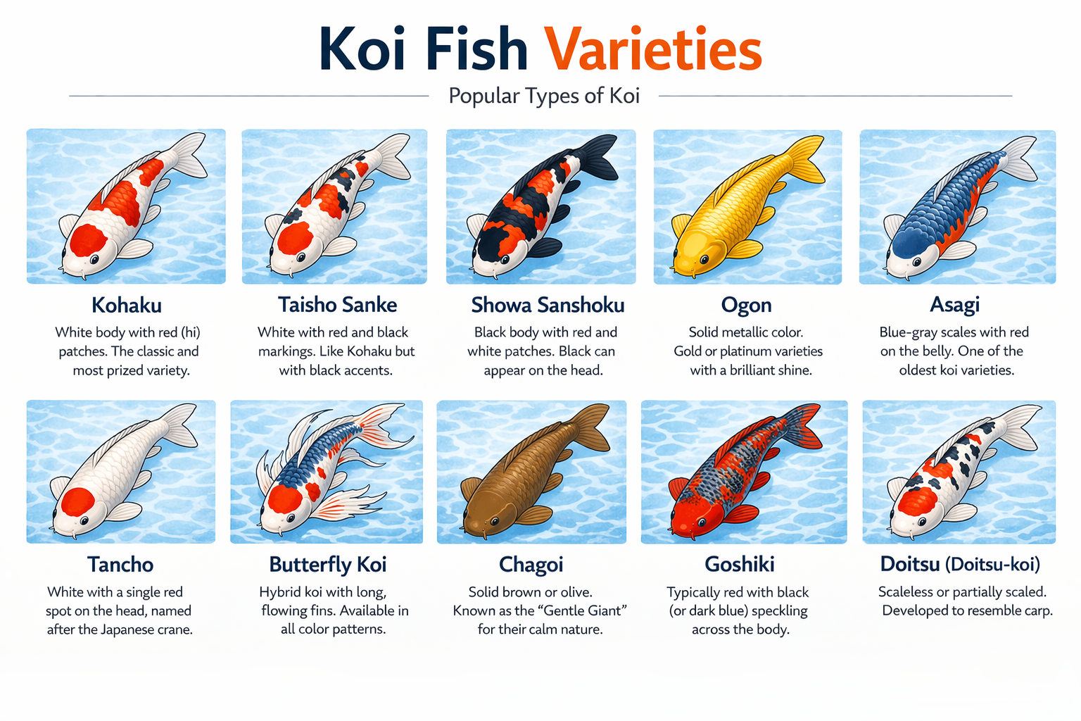 koi-varieties