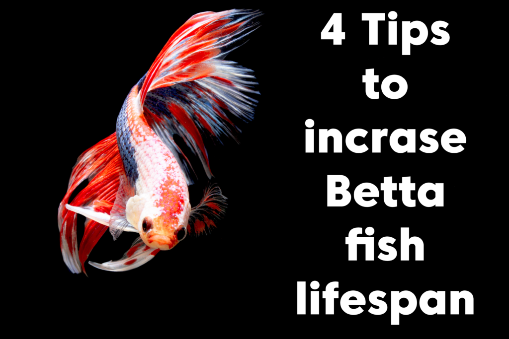 How Long Can a Betta Fish Live? 4 Tips to Increase Their Lifespan