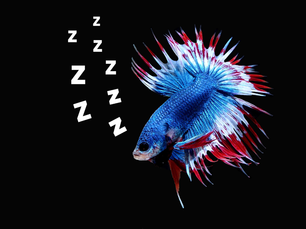 Do Betta Fish Sleep?