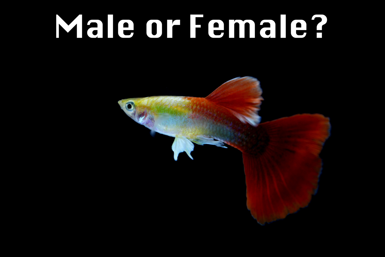How to Tell if a Guppy is Male or Female Fish Tank Setups