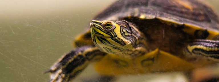 what-fish-can-live-with-turtles