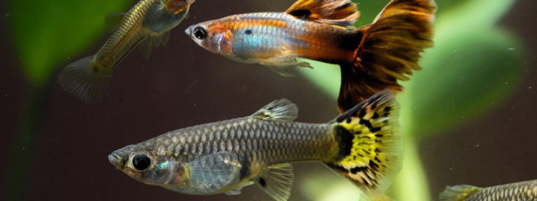 can-different-types-of-guppies-breed