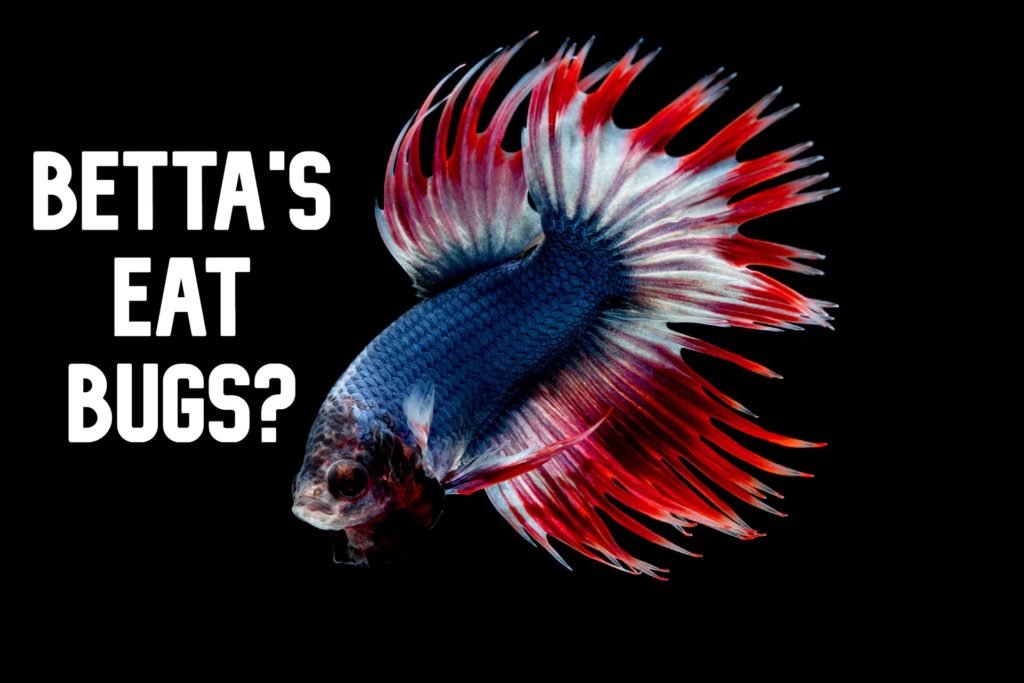 Can Betta Fish Eat Insects?