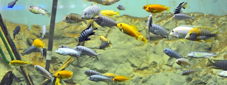 cichlid-tank-mates
