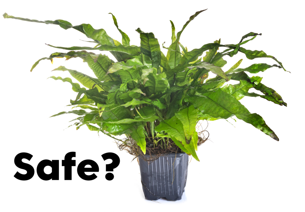 Are Aquarium Plant Weights Safe?