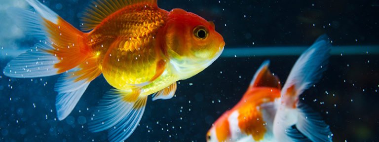 How Big Can Goldfish Get? 8 Common Types