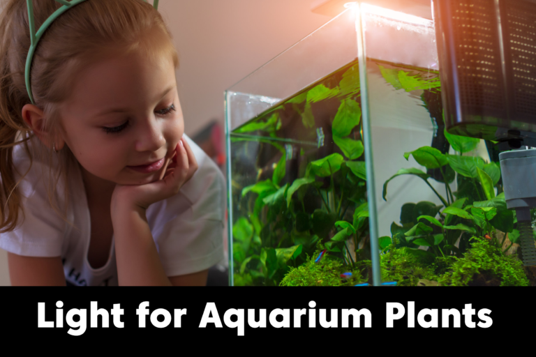 Can an Aquarium Have too Many Aquatic Plants?
