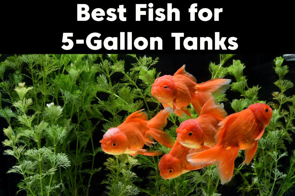 Best Fish for 5 Gallon Tanks