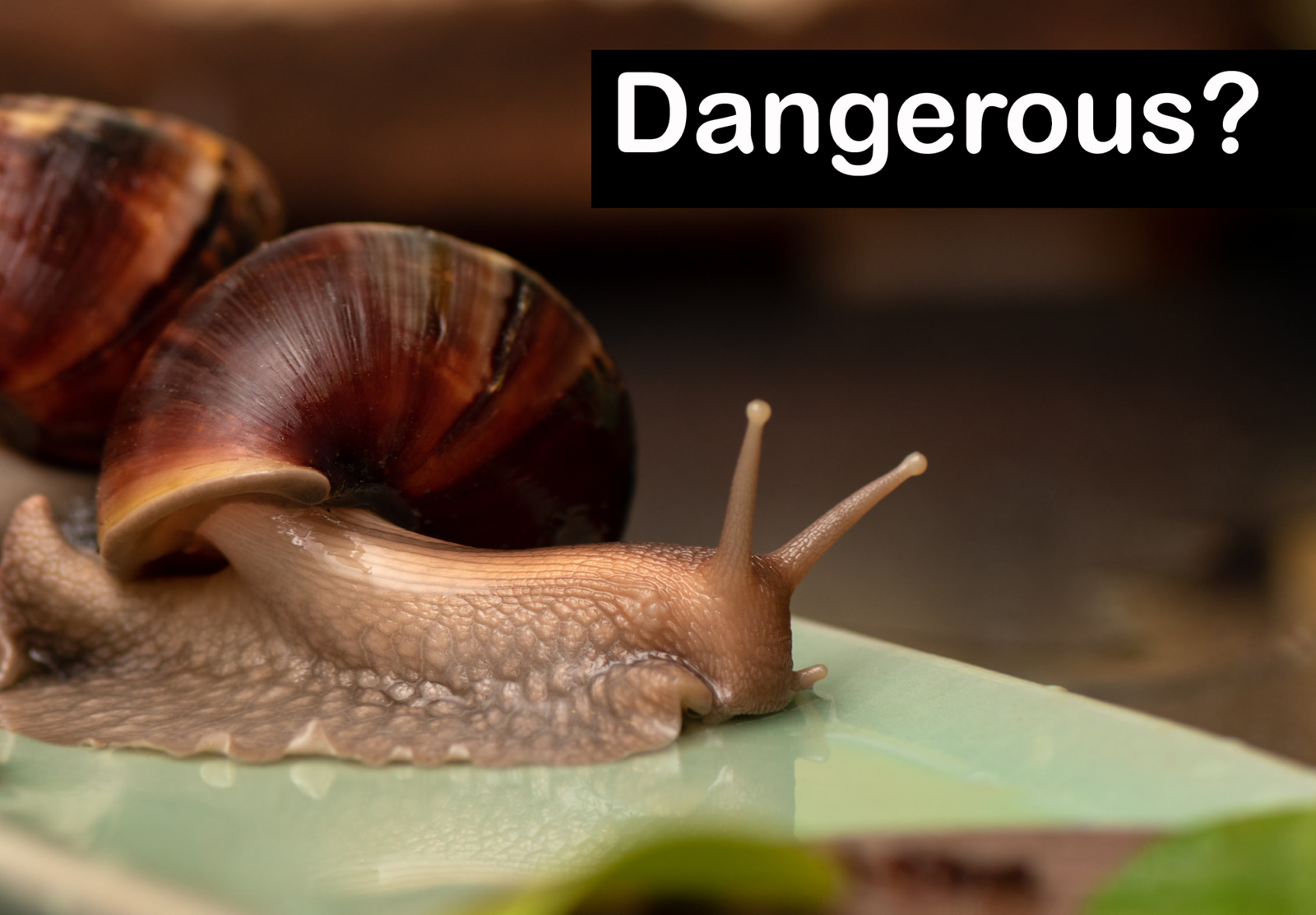 Are Aquarium Snails Dangerous in an Aquarium? Fish Tank Setups