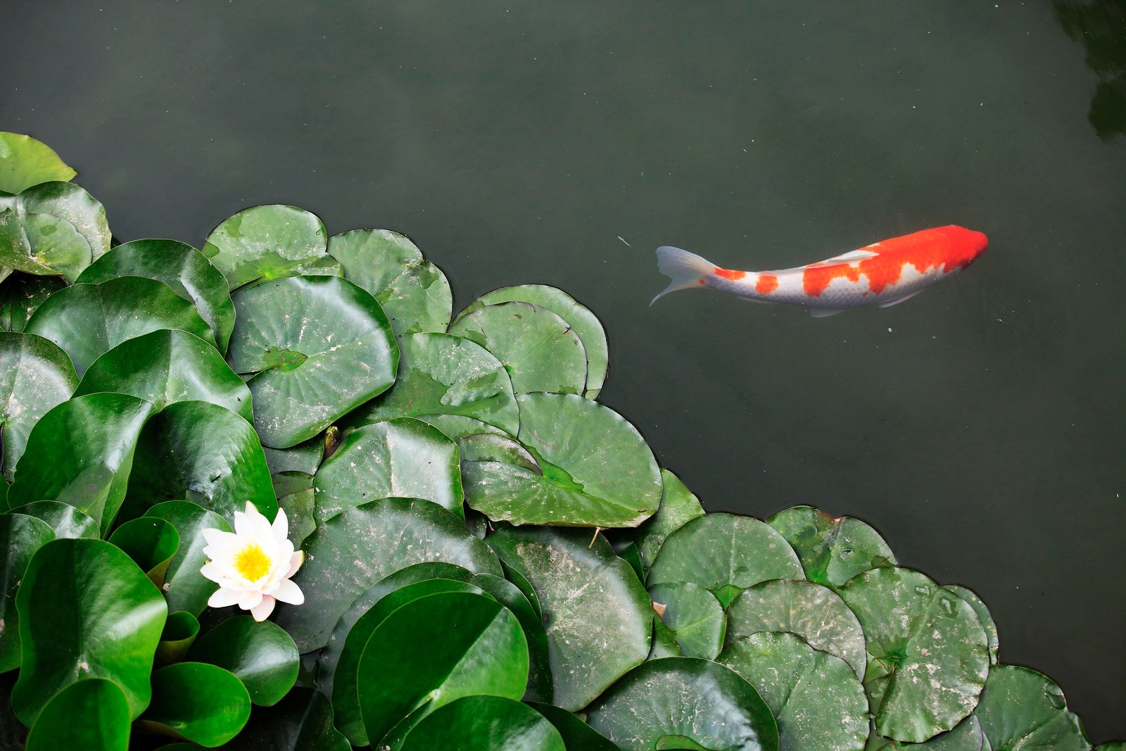 koi in fish pond