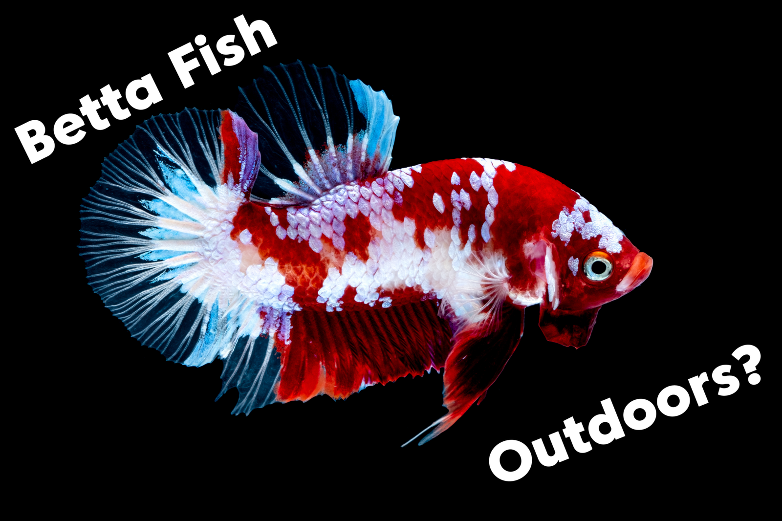 Fish Tank Setups Setting Your Fish Up to Thrive