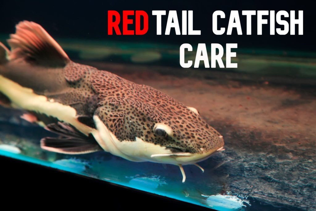 The Complete Red Tail Catfish Care Guide Fish Tank Setups