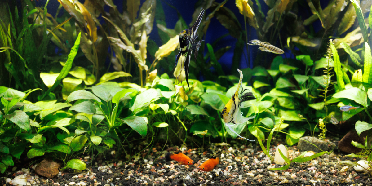 Best Substrate for Planted Tanks: What Actually Works (And What Doesn’t)