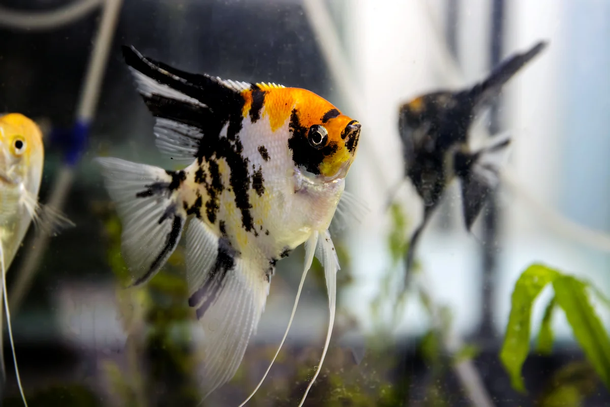 Angelfish color varieties detail showing marble, koi, and silver patterns