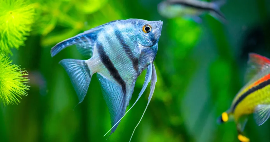 Angelfish care