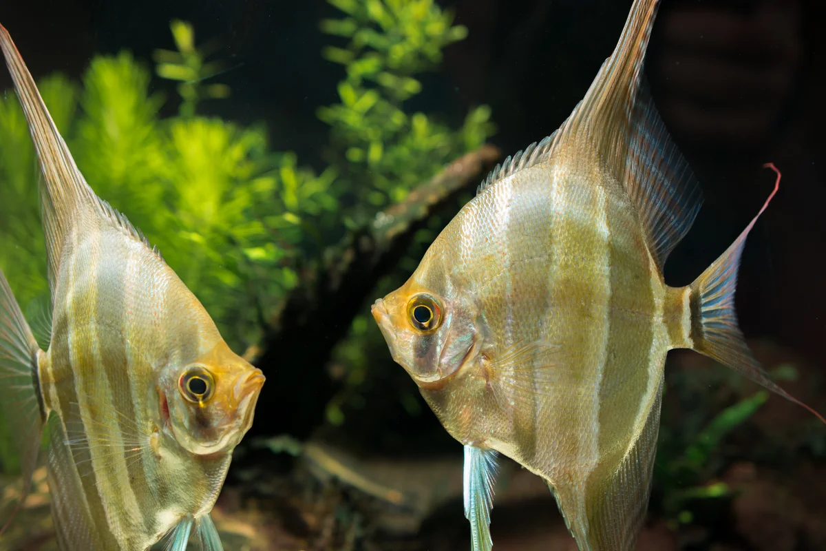 Altum angelfish pair