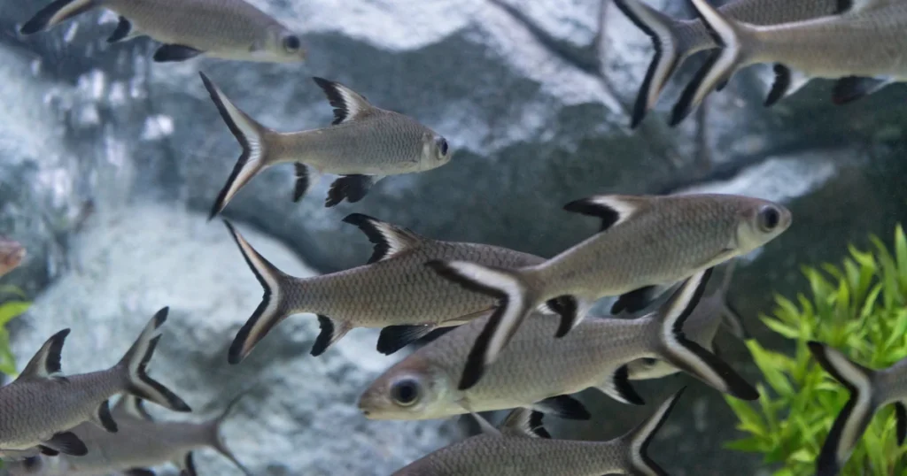 Bala shark fish school
