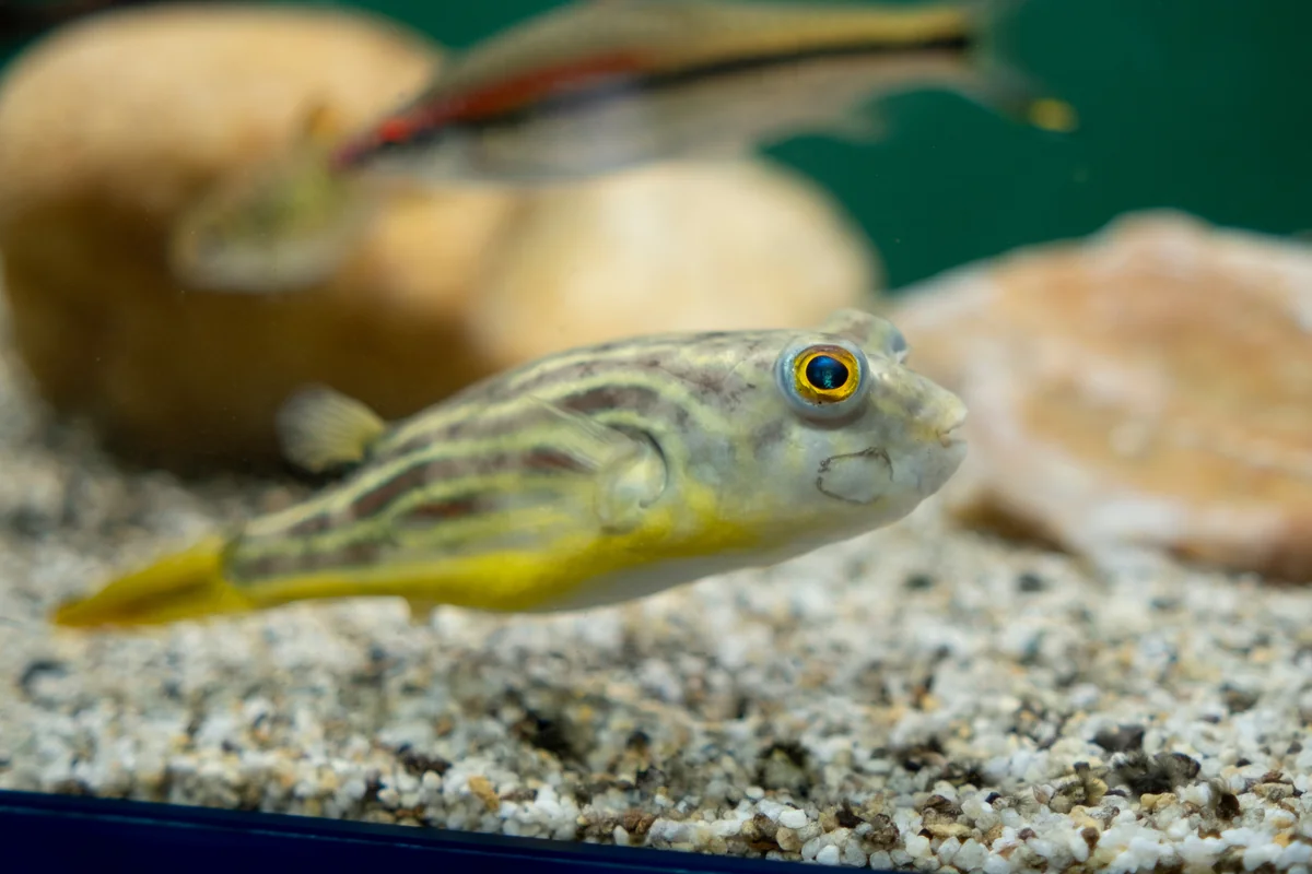 Fahaka pufferfish stripe pattern detail