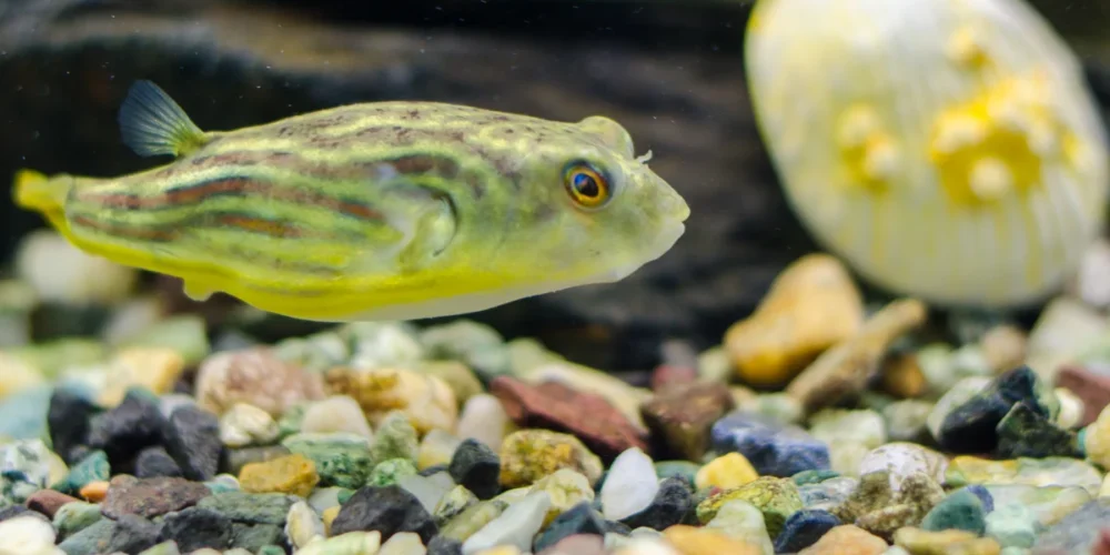 Fahaka pufferfish care