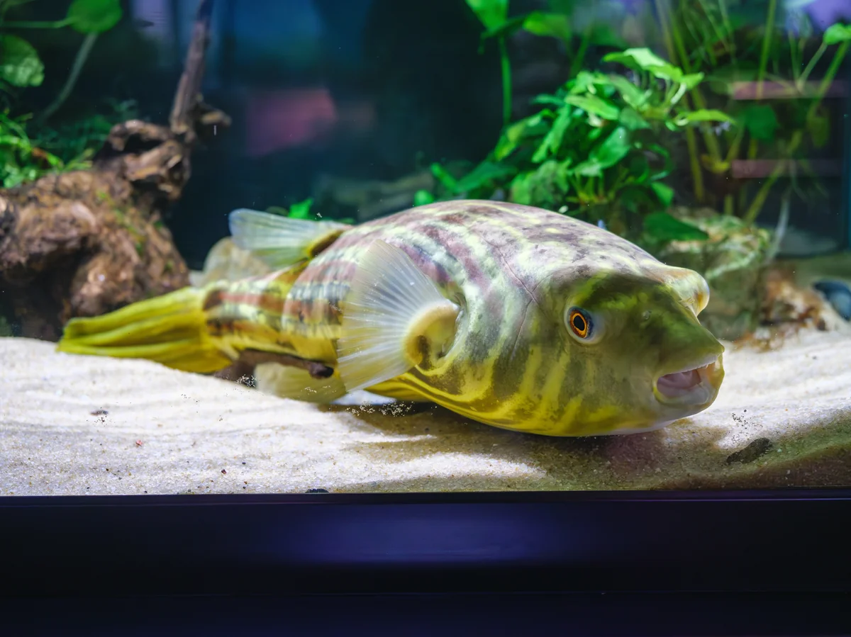 Fahaka pufferfish on sand