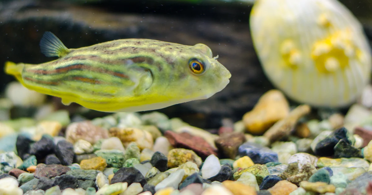 Fahaka Pufferfish Care: Tank Size, Diet, and Why They Live Solo