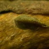 Hillstream loach (Sewellia lineolata) on driftwood showing the yellow reticulated pattern
