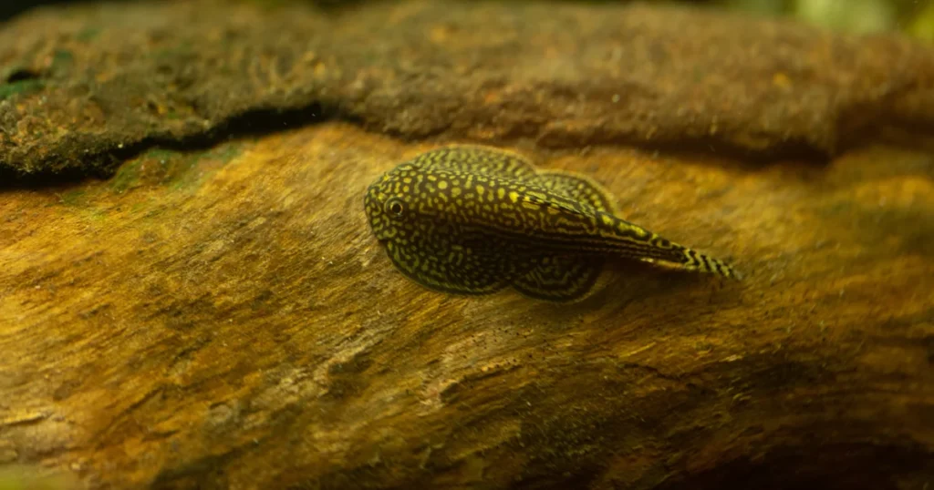 Hillstream loach (Sewellia lineolata) on driftwood showing the yellow reticulated pattern