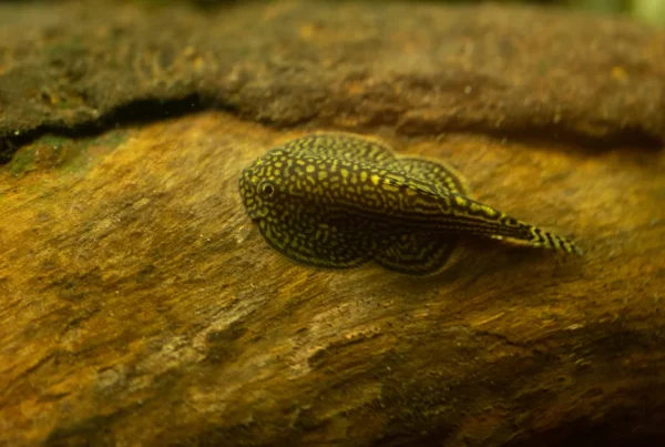 Hillstream loach (Sewellia lineolata) on driftwood showing the yellow reticulated pattern