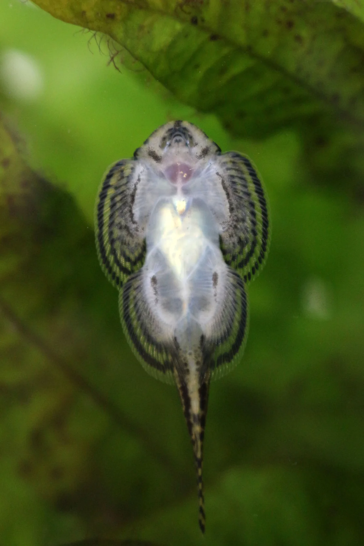Hillstream loach underside showing the suction-disc anatomy through aquarium glass
