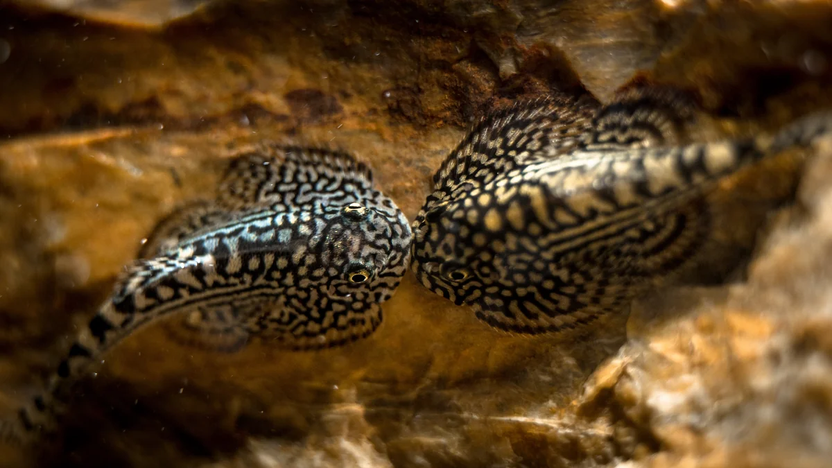 Pair of hillstream loaches (Sewellia lineolata) in a planted aquarium with strong flow