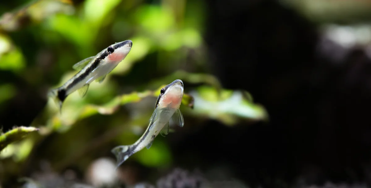 Two young otocinclus catfish with distinctive black stripes and pale bellies swimming near aquatic plants