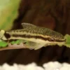 Otocinclus catfish resting on green aquatic plant with spotted pattern visible in freshwater tank