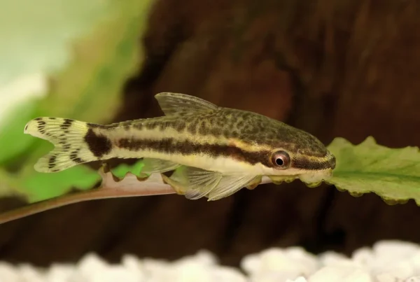 Otocinclus catfish resting on green aquatic plant with spotted pattern visible in freshwater tank