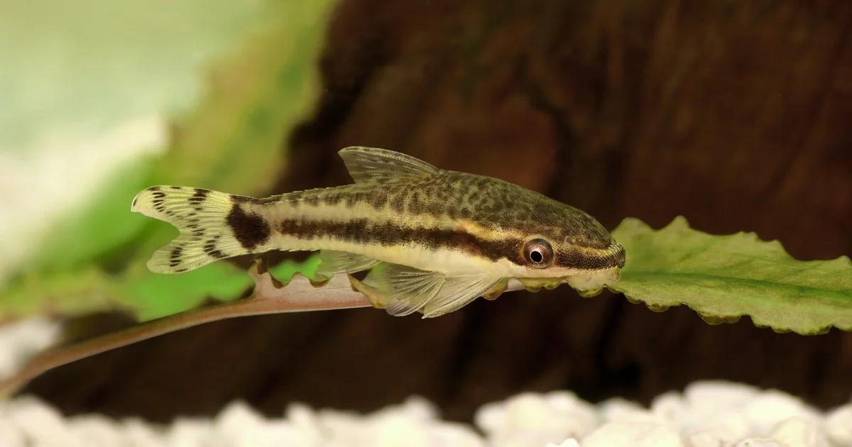 Otocinclus Catfish Care: How to Keep Your Otos Alive Past the First Month