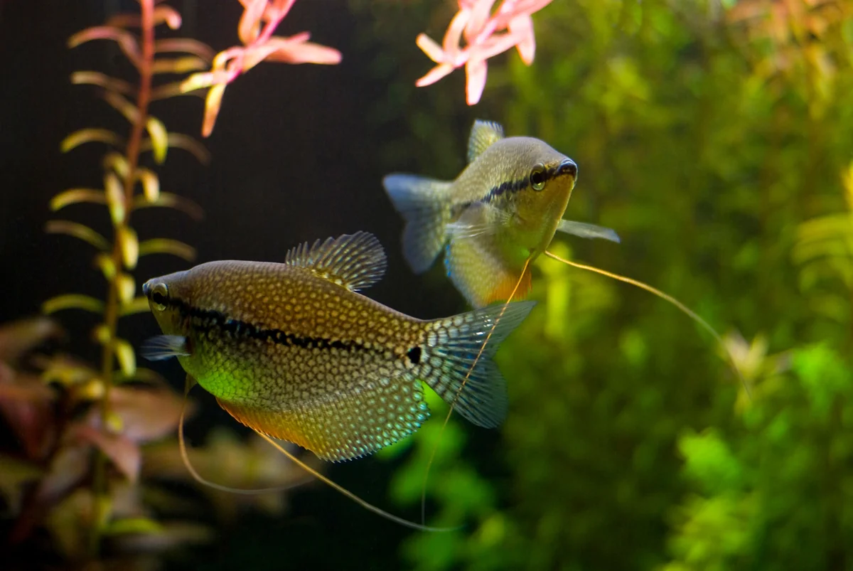 Pearl gourami pair