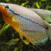 Pearl gourami care