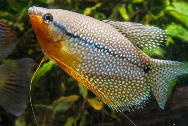 Pearl gourami care