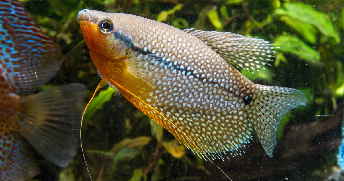 Pearl Gourami Care: The Hardier, Safer Alternative to Dwarf Gourami