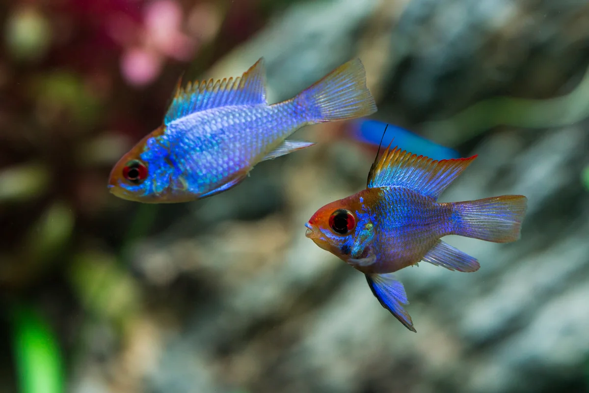 German blue ram cichlid pair <em>Mikrogeophagus ramirezi</em>” width=”1200″ height=”800″ /></h3><p style=