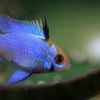 German blue ram cichlid (Mikrogeophagus ramirezi) showing iridescent blue coloration