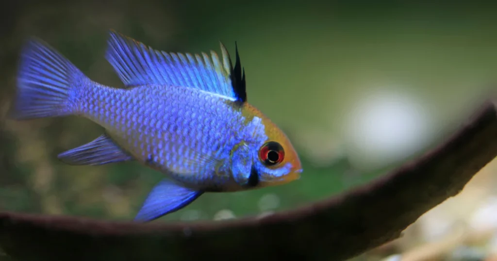 German blue ram cichlid (Mikrogeophagus ramirezi) showing iridescent blue coloration