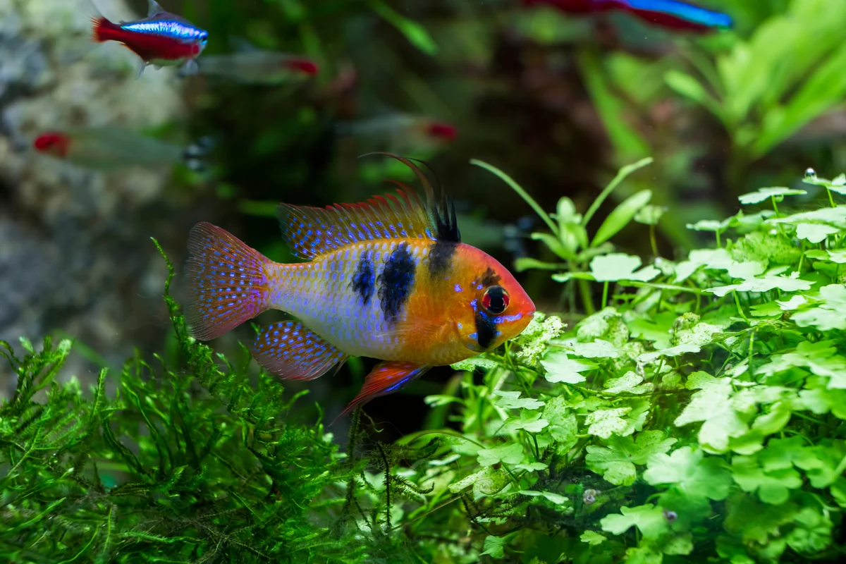 Bolivian ram cichlid