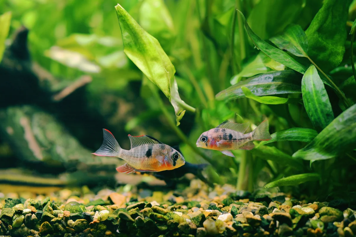 Bolivian ram cichlid pair <em>Mikrogeophagus altispinosus</em>” width=”1200″ height=”798″ /></h3><p style=