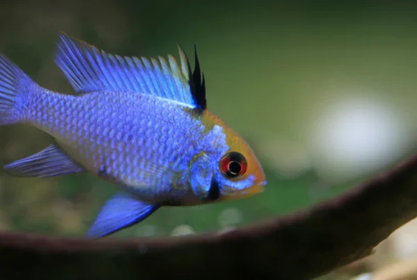 German blue ram cichlid (Mikrogeophagus ramirezi) showing iridescent blue coloration