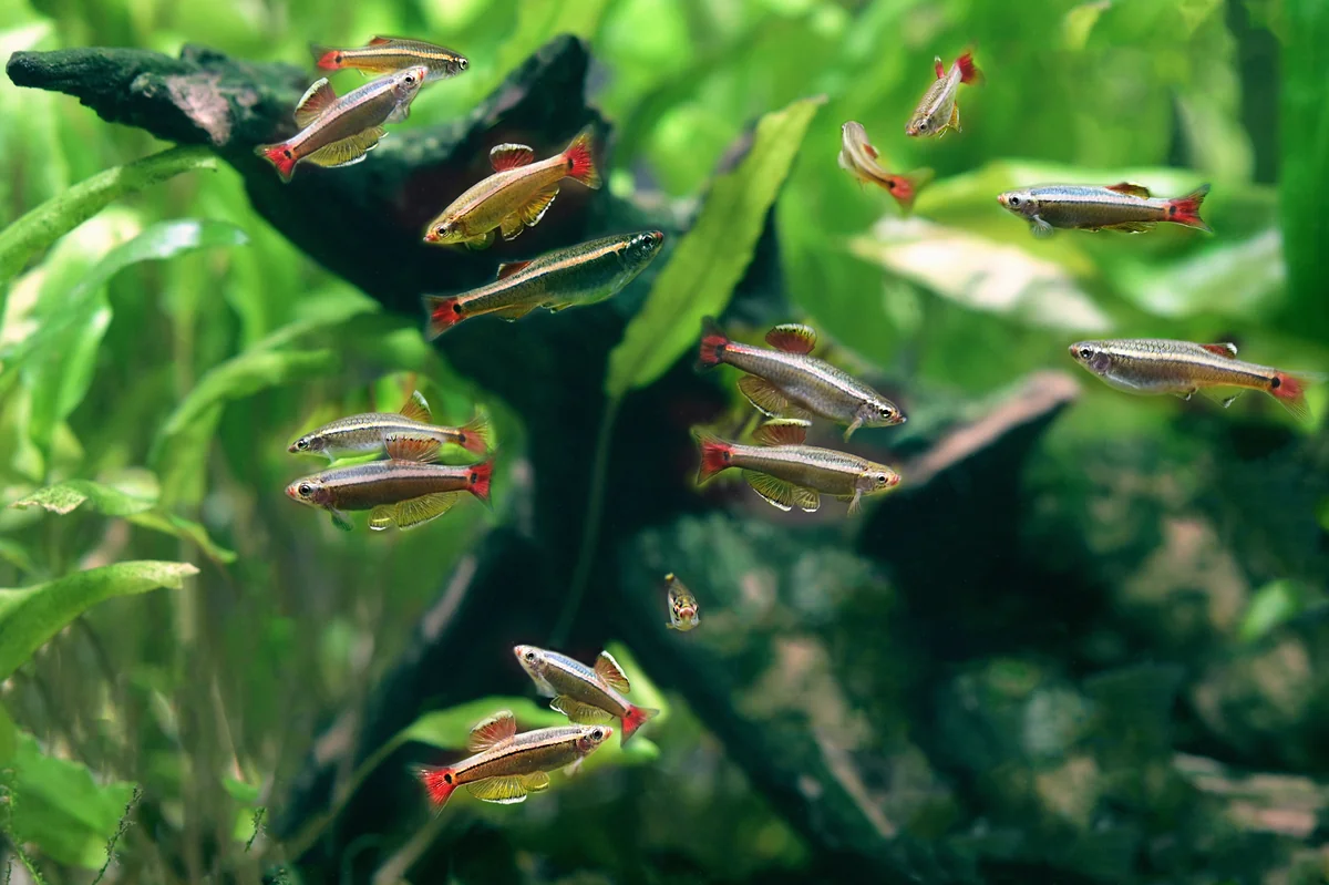 School of white cloud mountain minnows displaying red and yellow fins while swimming among aquatic plants in a freshwater tank setup.